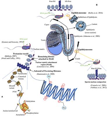 A Decade of Exploring the Mammalian Sperm Epigenome: Paternal Epigenetic and Transgenerational Inheritance